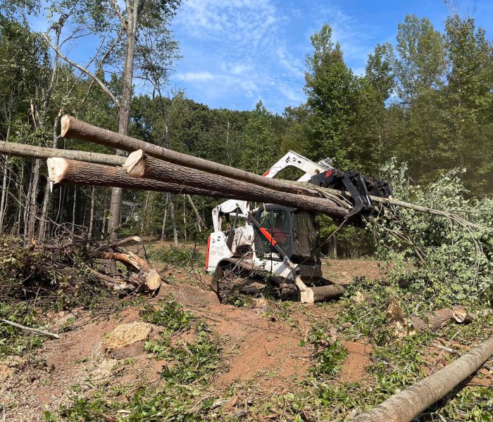 skid steer carrying trees