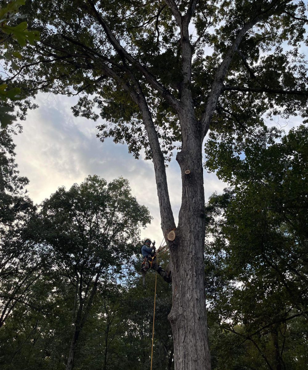 kps tree service offers professional tree service & land clearing jefferson ga